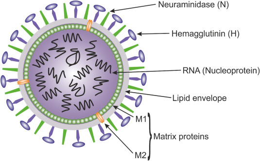 ویروس آنفولانزا